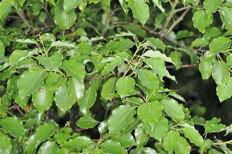 樟樹可以做什麼|樟樹（Cinnamomum camphora）